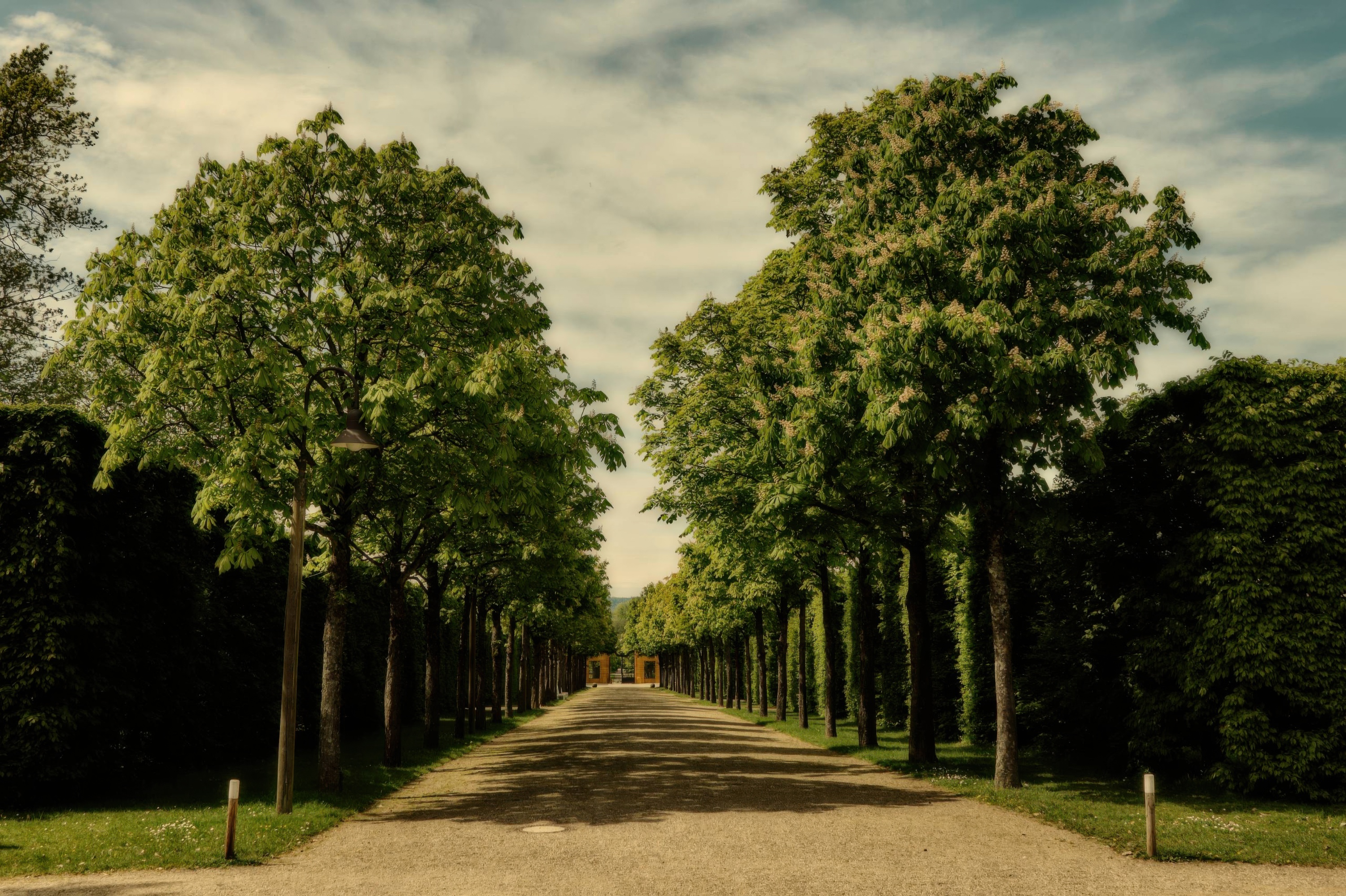 A Path Through the Avenue of Trees