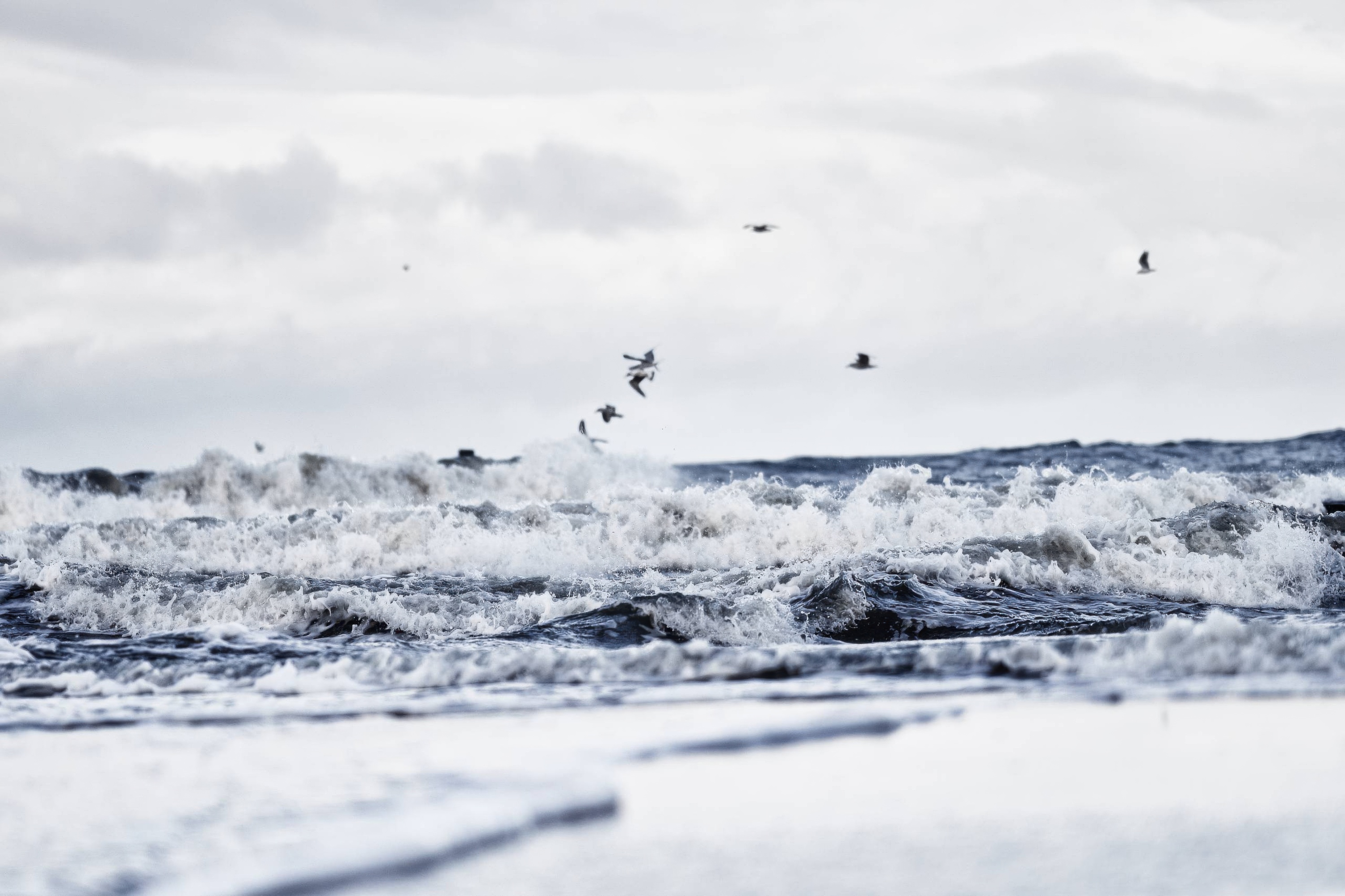 Gulls Above the Breaking Winter Waves