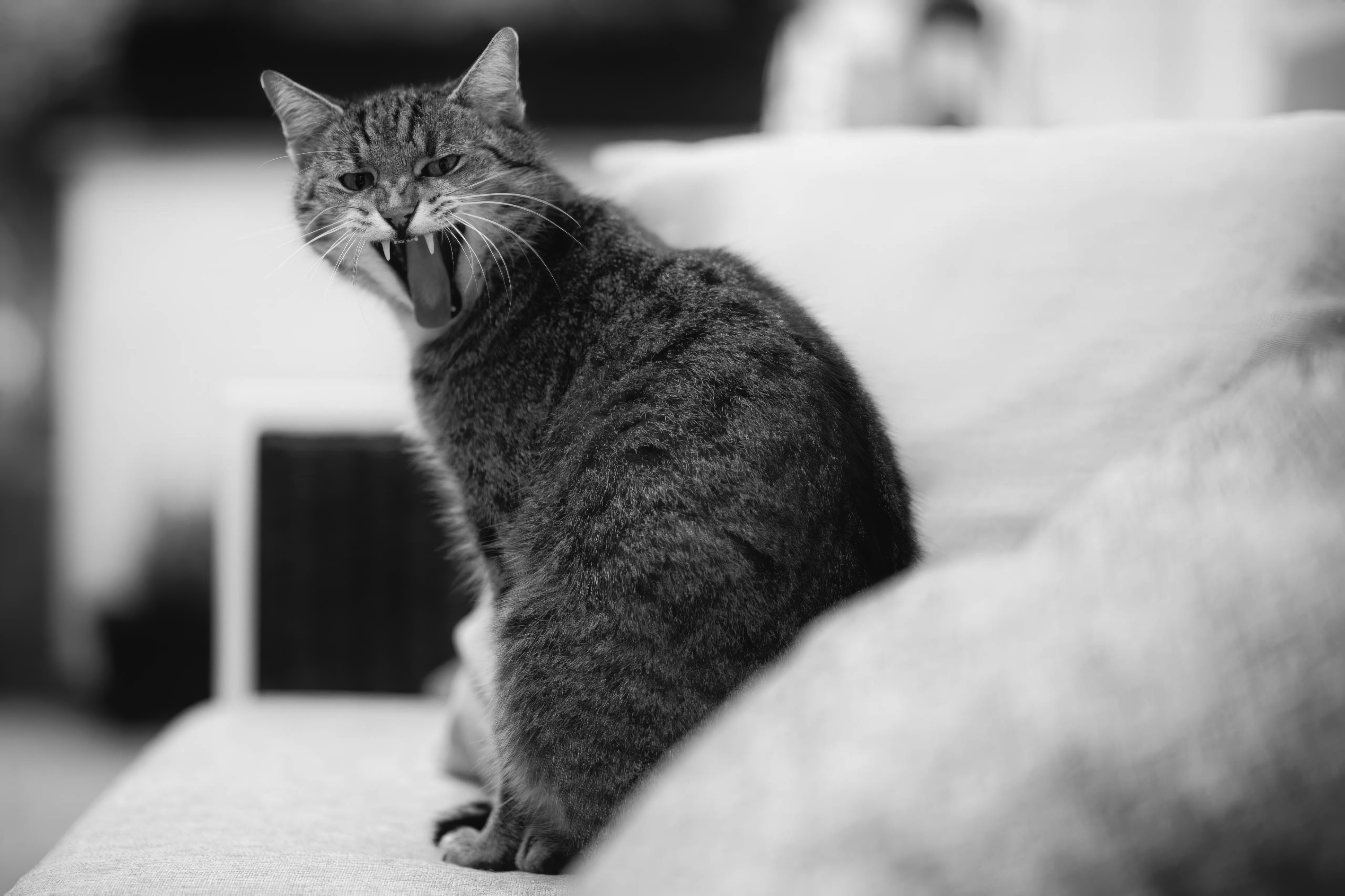 The Cat on the Sofa — An Unexpected Warning