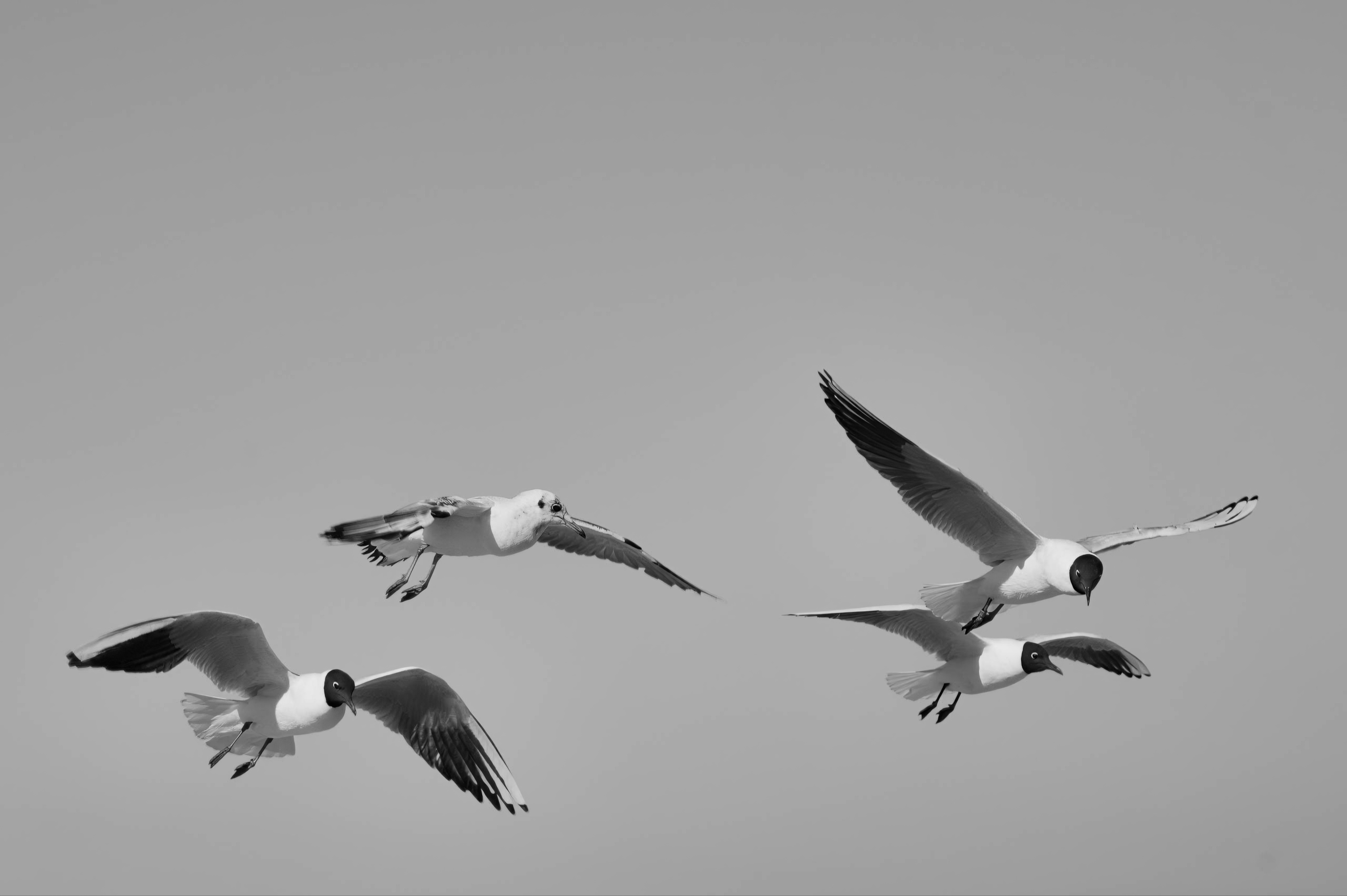 Gulls Crossing the Grey Sky