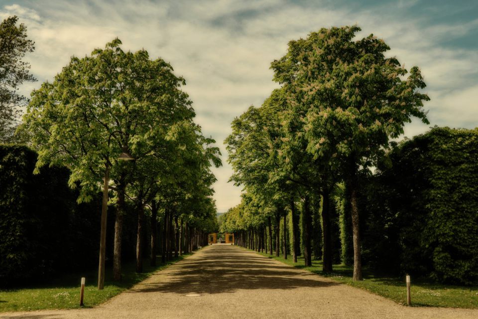 A Path Through the Avenue of Trees