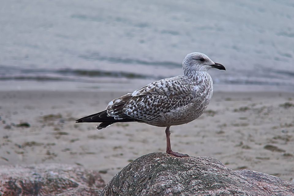 A proud seagull on a stone