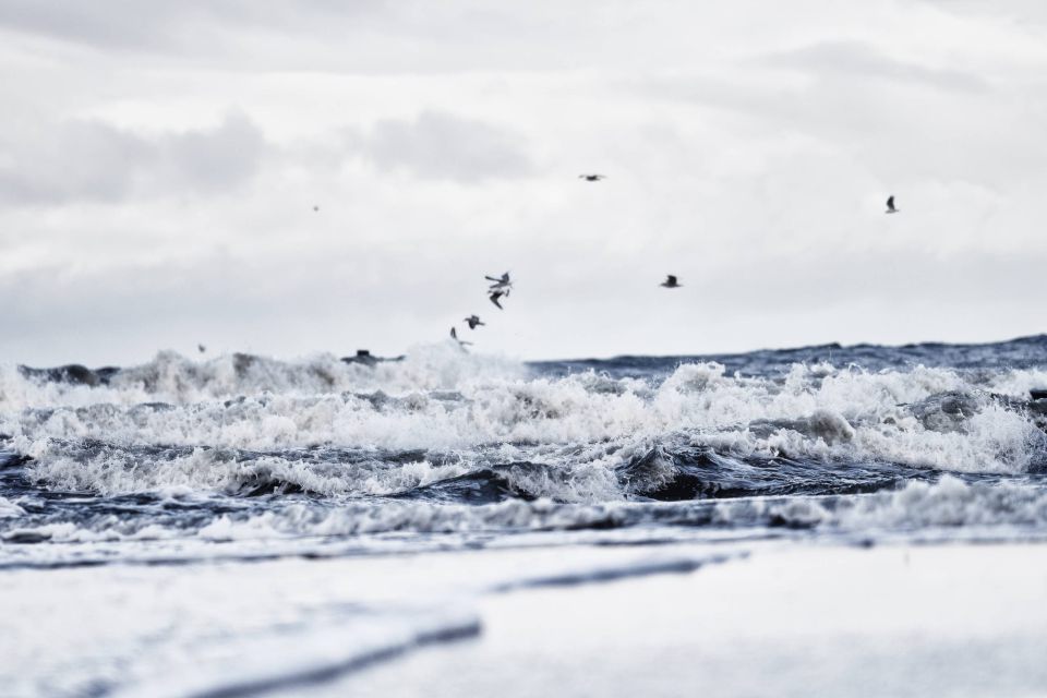 Gulls Above the Breaking Winter Waves
