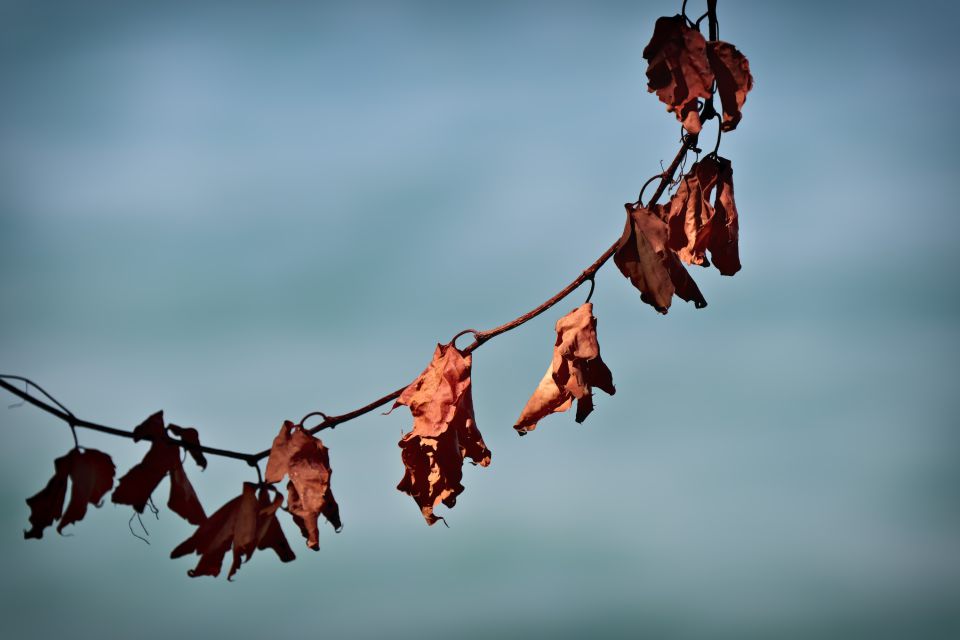 The Last Leaves on the Branch