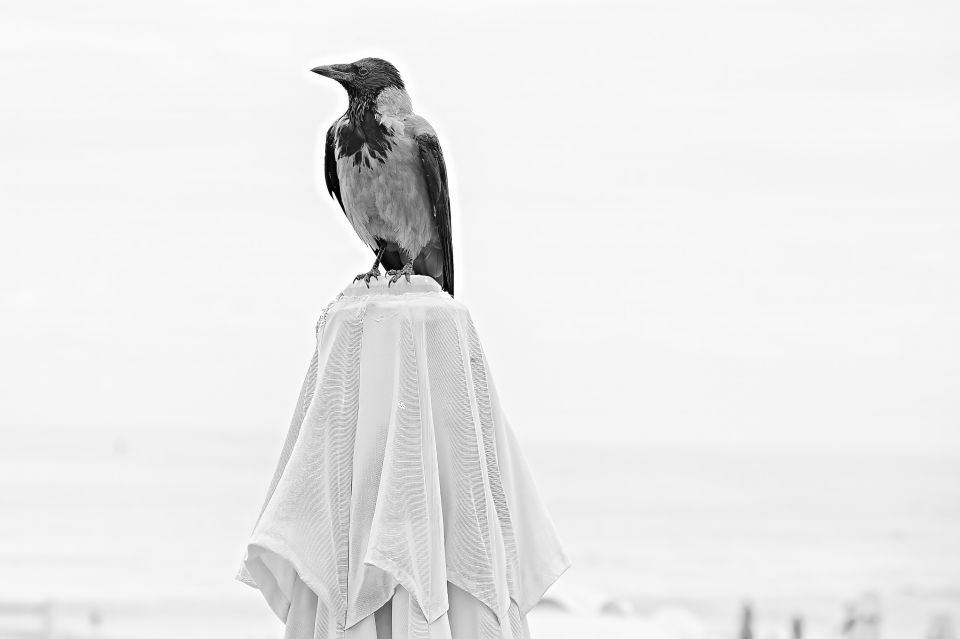 A Crow Above a Wind-Ruffled Parasol