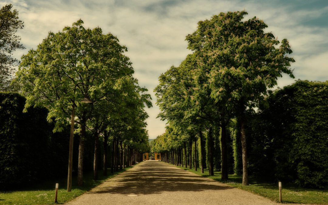 Weg durch die Baumallee