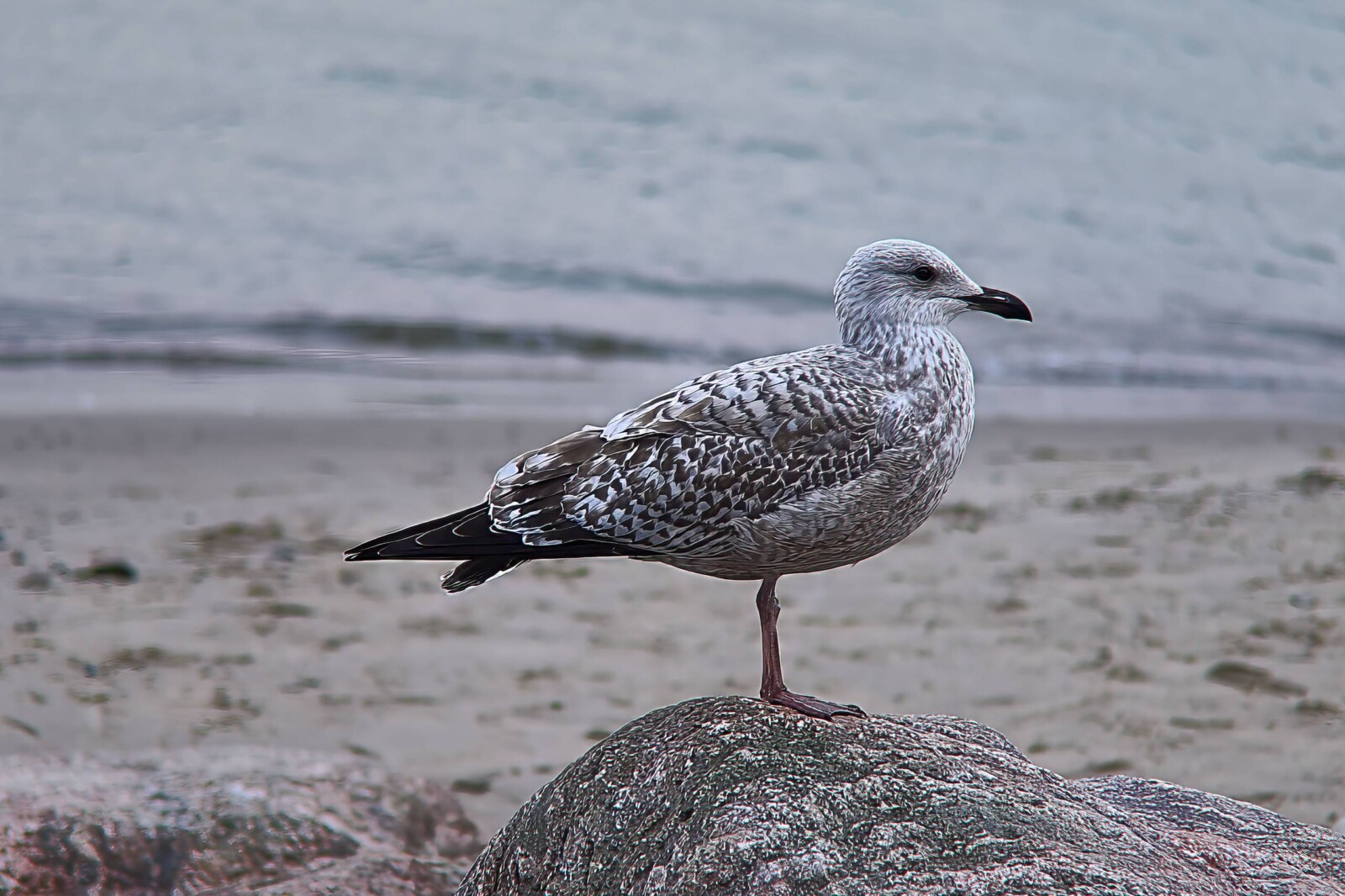 A Proud Gull on a Stone