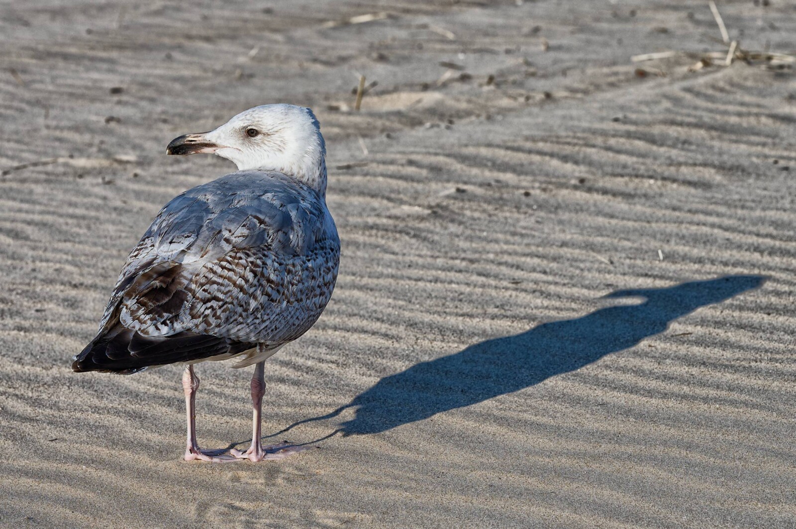 An Unexpected Angle — A Gull’s View