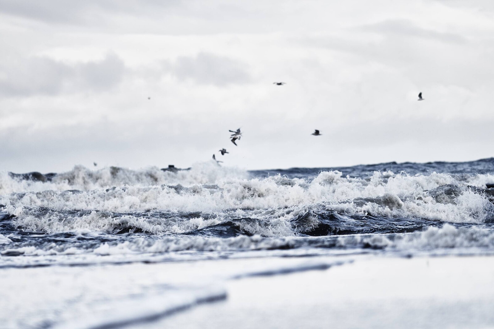 Waves and Gulls
