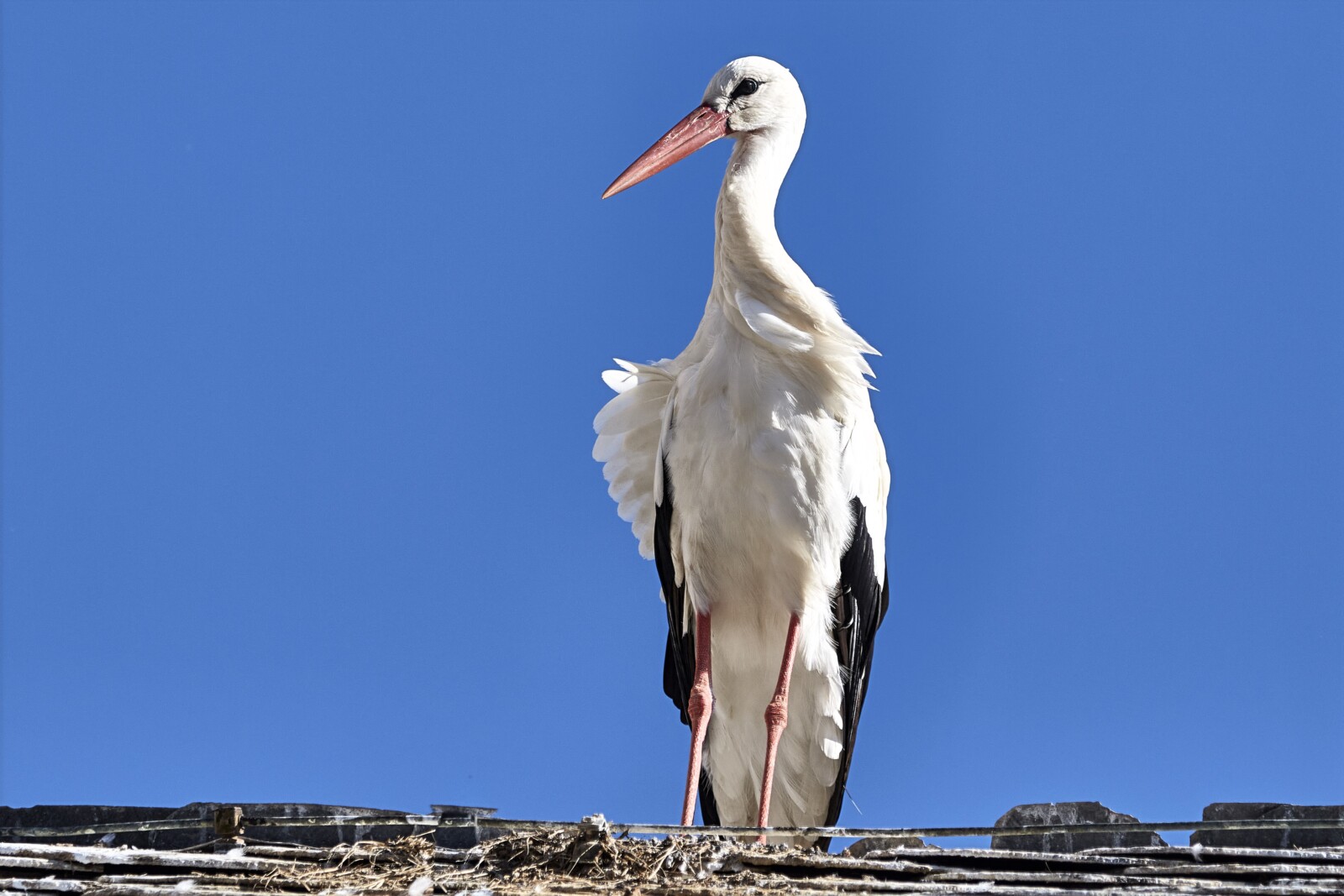 A Stork Against Blue