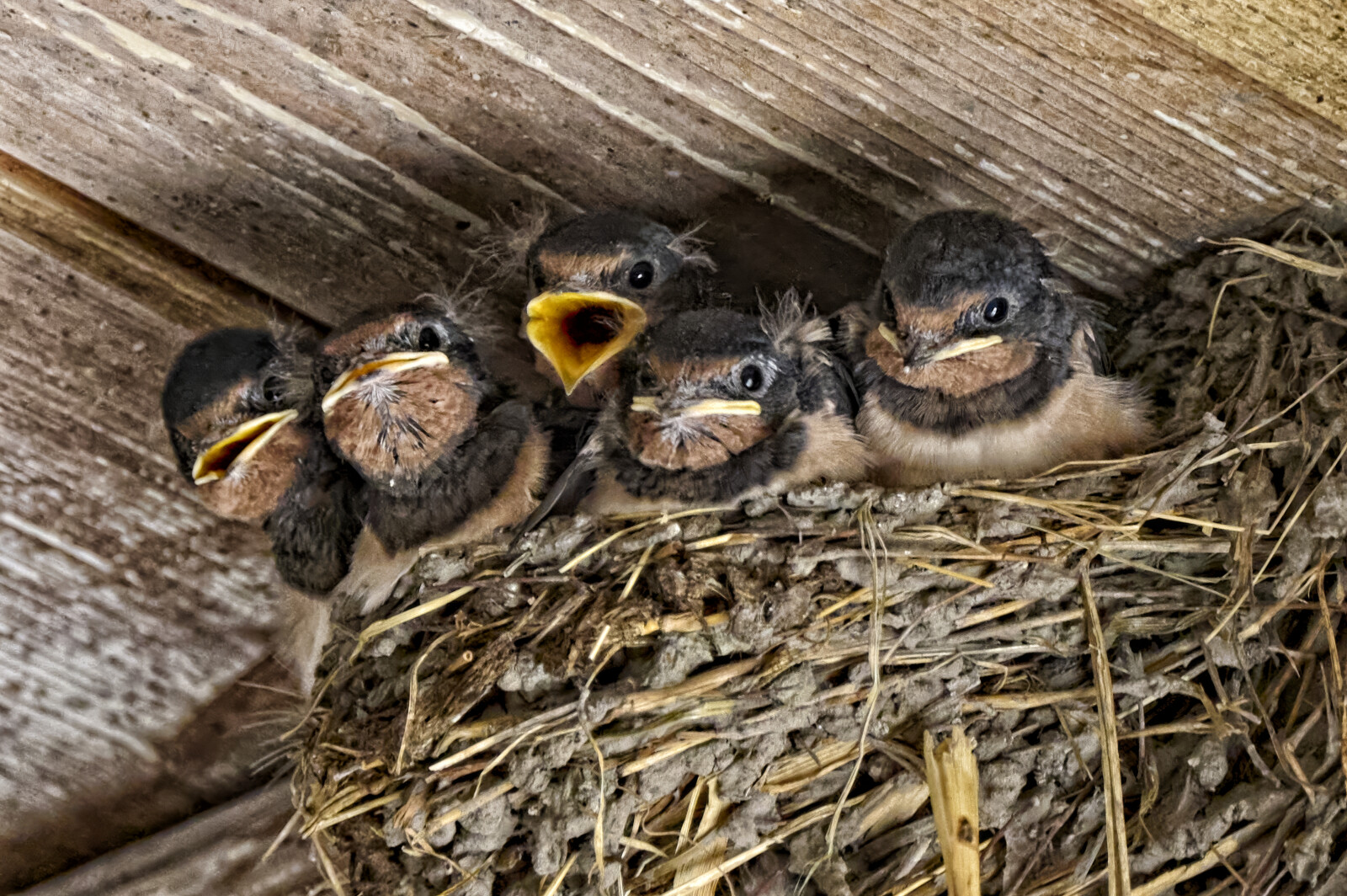 Young birds in a nest under a roof
