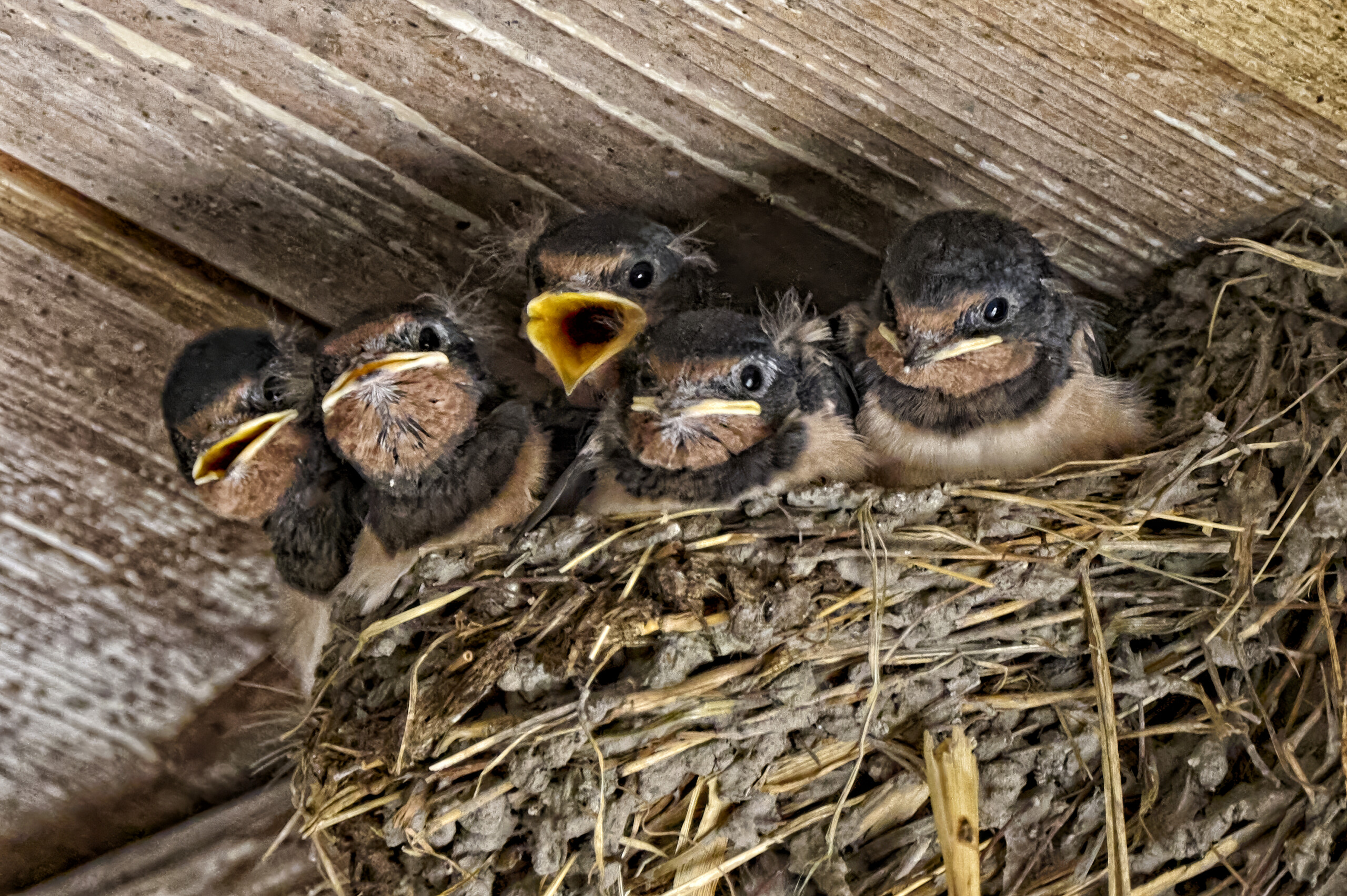 Young birds in a nest under a roof